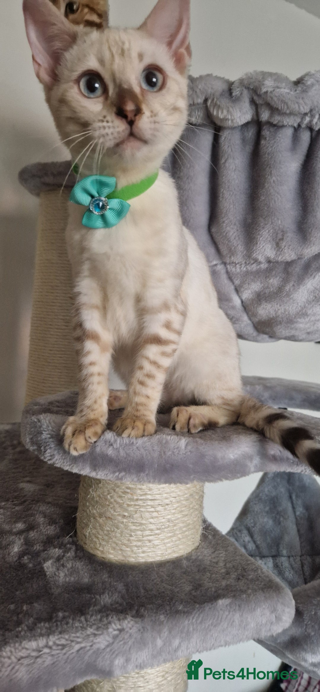 Bengal cats for sale: READY😍Snow bengal whit blue eyes💙last one LEFT  - Image 1