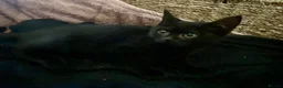 Mixed Breed cats for sale: Beautiful black & white kittens ready to go!  - Advert 8