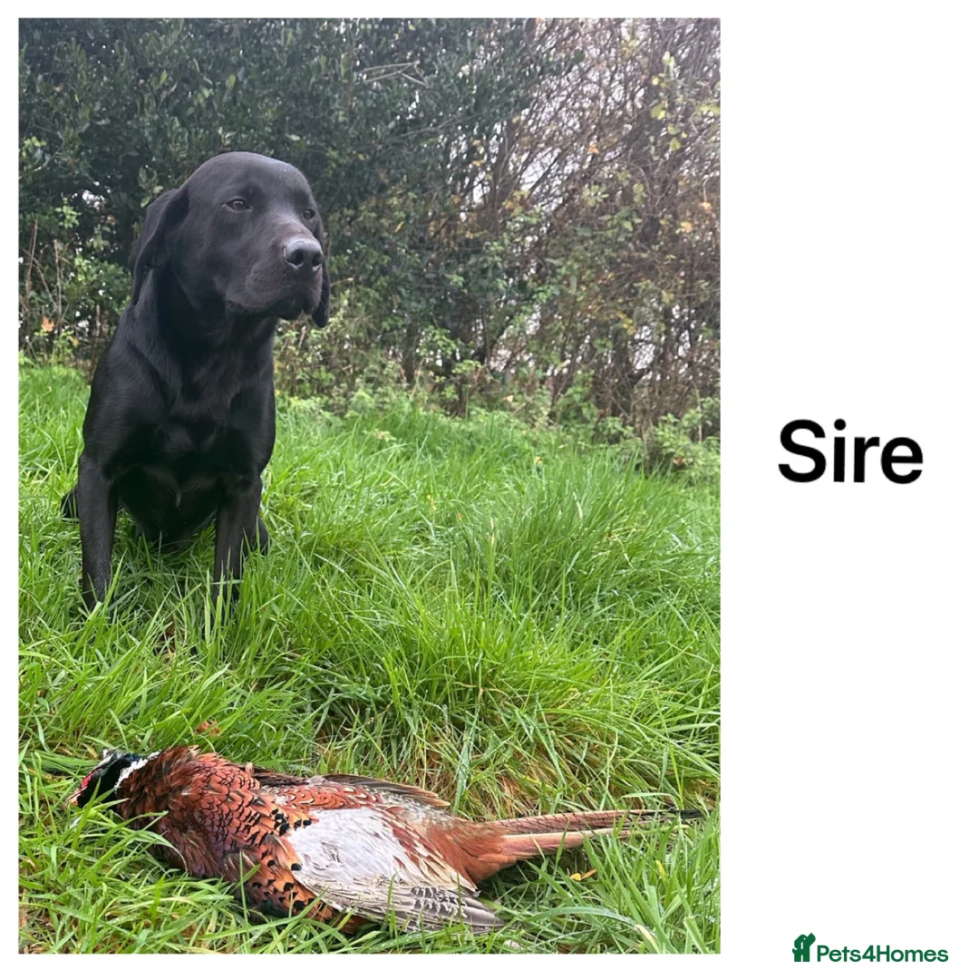 Labrador Retriever dogs for sale: Stunning KC pups, health tested&excellent lineage - Advert 16