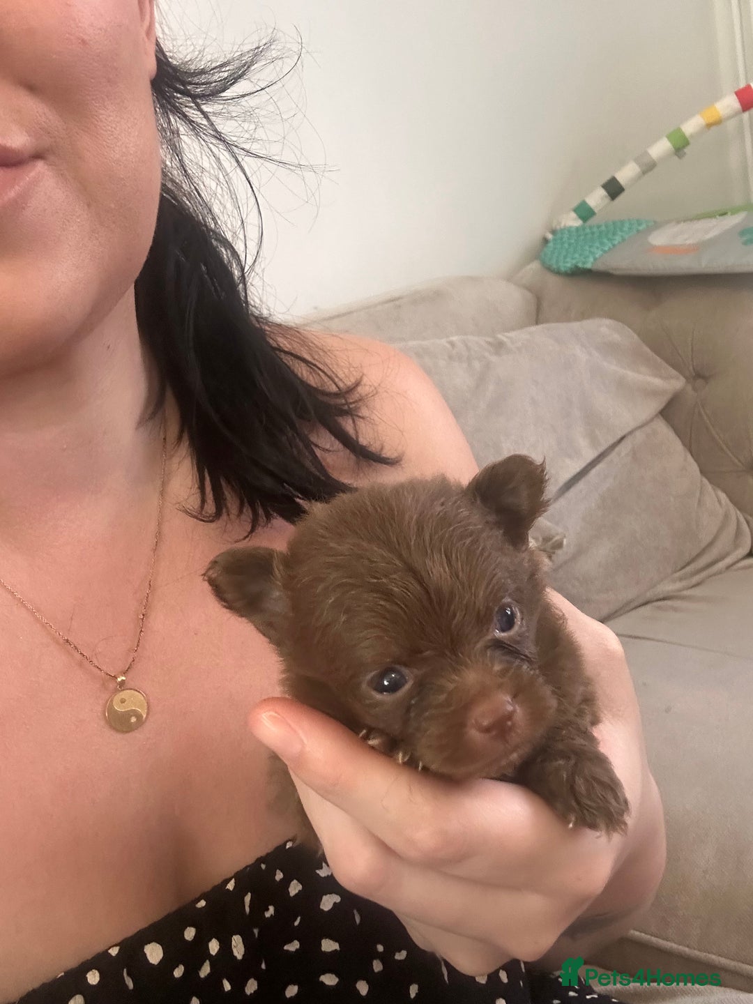 Pomchi dogs for sale: Pomchi puppie for sale - Image 6