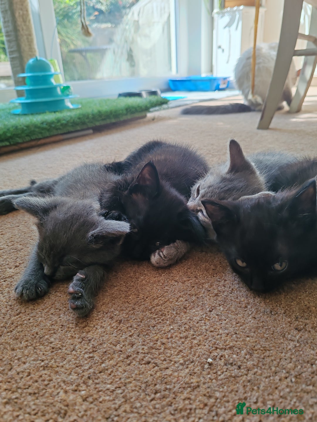 Mixed Breed cats for sale: Birman X Persian x Maine Coon Kittens - Image 2