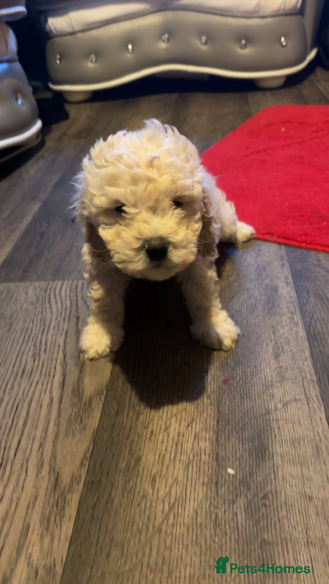 Miniature Poodle dogs for sale: Poodle puppies - Advert 3