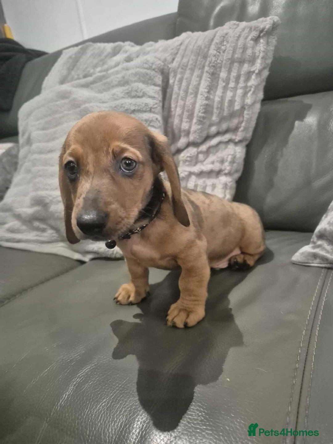 Miniature Dachshund dogs for sale: Kc miniature dachshund full vacs ready now - Advert 20