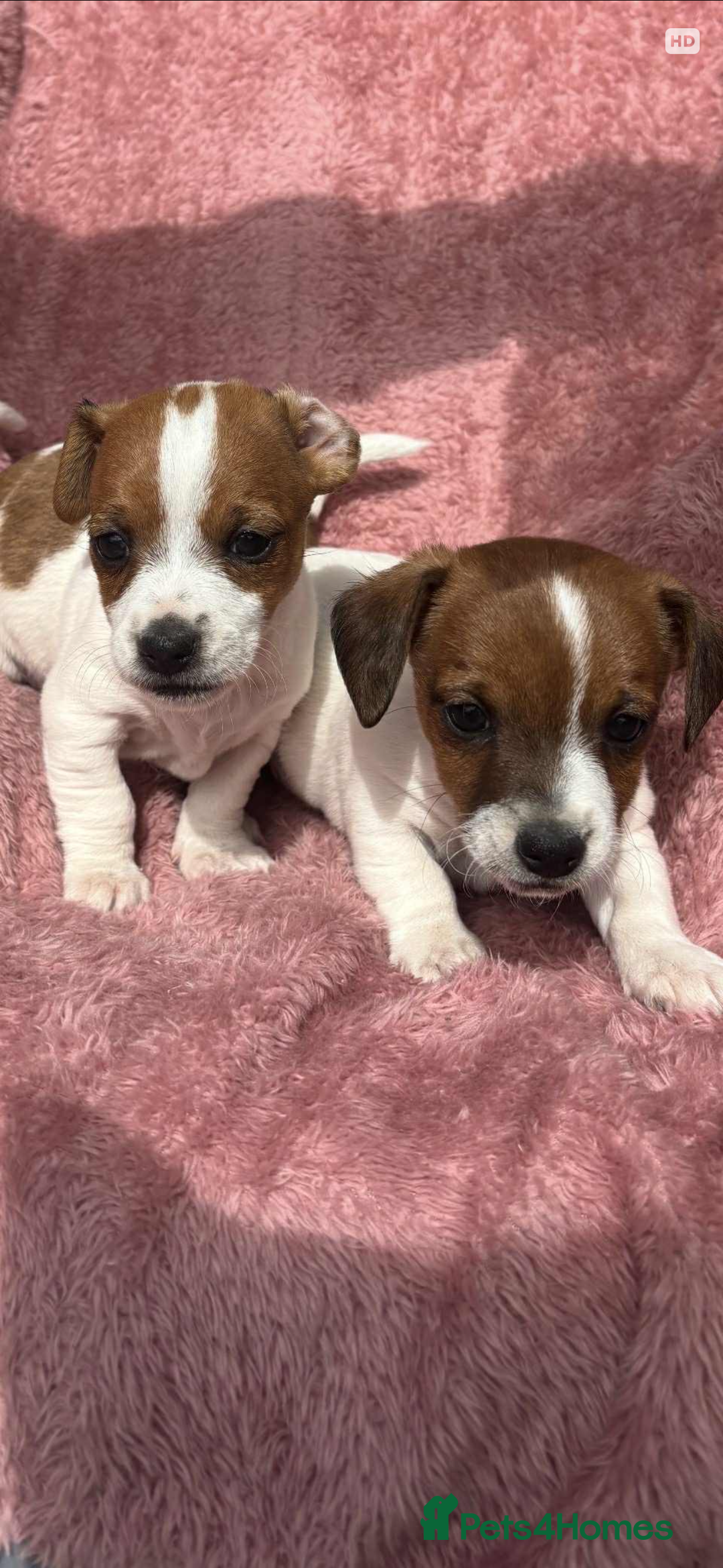 Jack Russell dogs for sale: Jack Russell Puppies  - Image 3