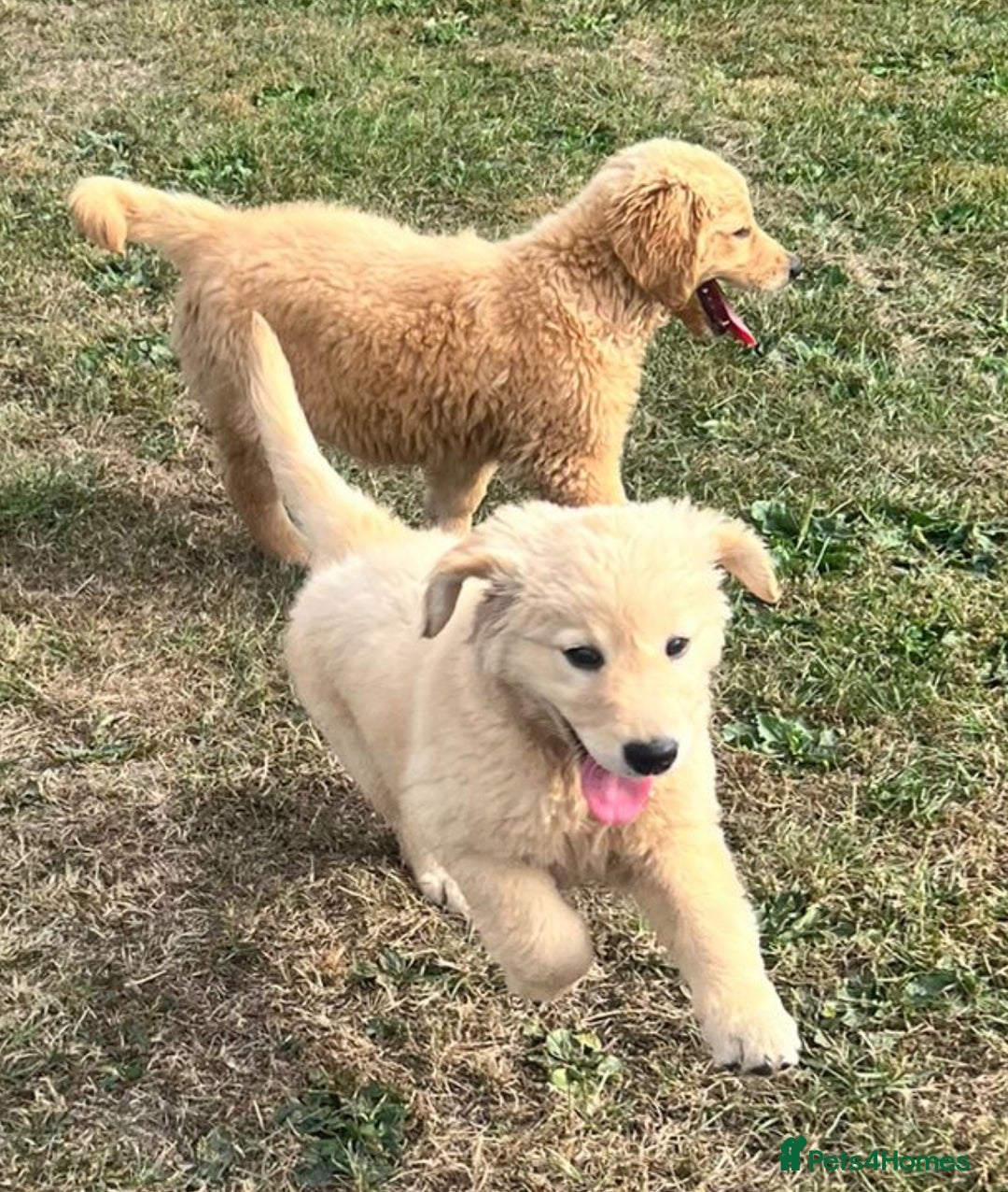 Goldendoodle dogs for sale: Healthy happy small golden retriever type puppies - Image 2