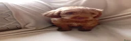 Cockapoo dogs for sale: Pedigree Cockerpoos in Dundee - Advert 8