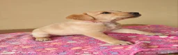 Labrador Retriever dogs for sale: Exceptional Home Raised Labrador Puppies in Nottingham - Advert 19
