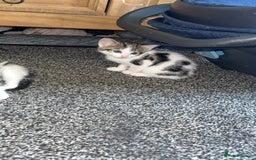 Mixed Breed cats for sale: Mixed kittens for sale - Image 1