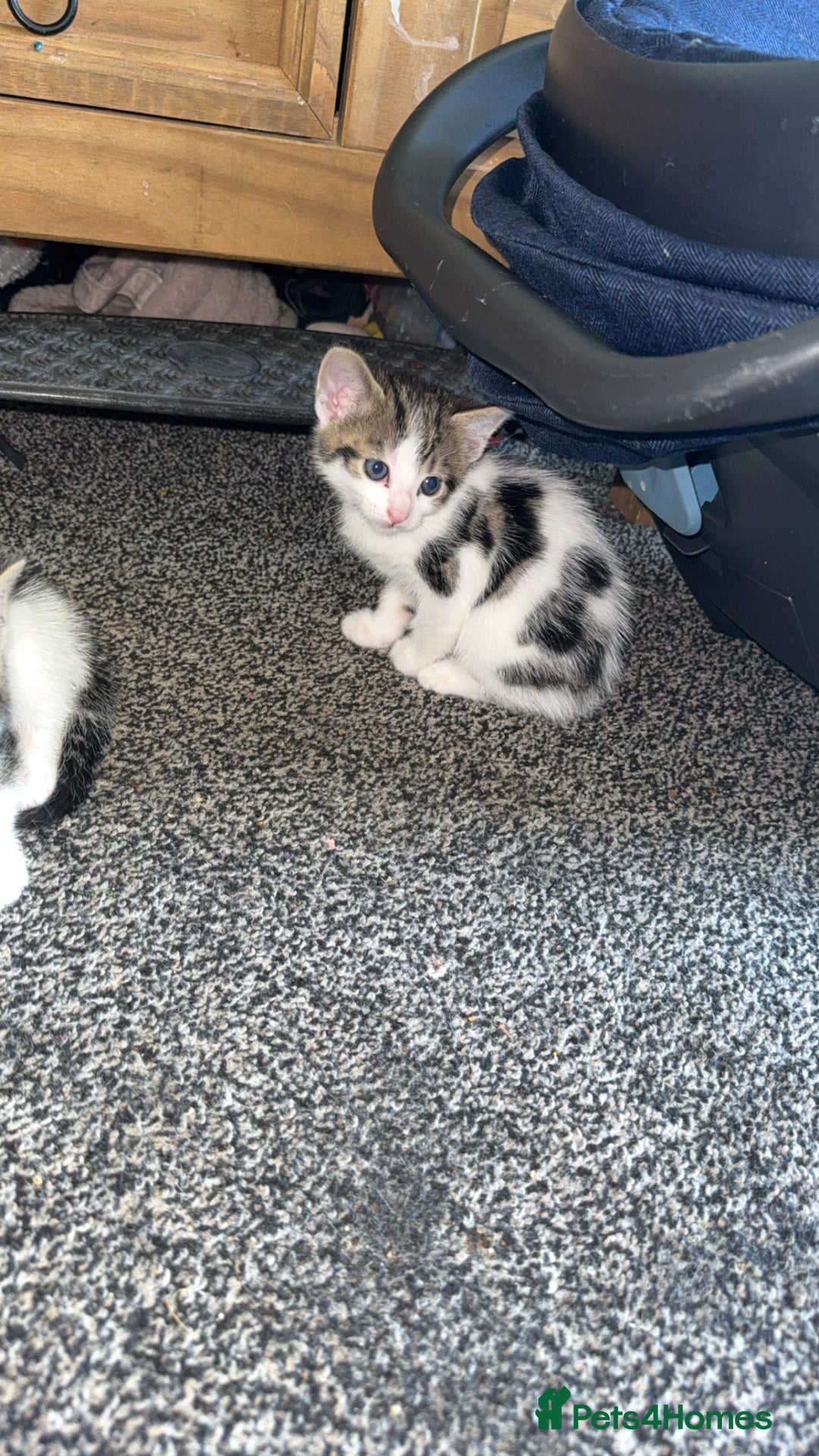 Mixed Breed cats for sale: Mixed kittens for sale - Image 1