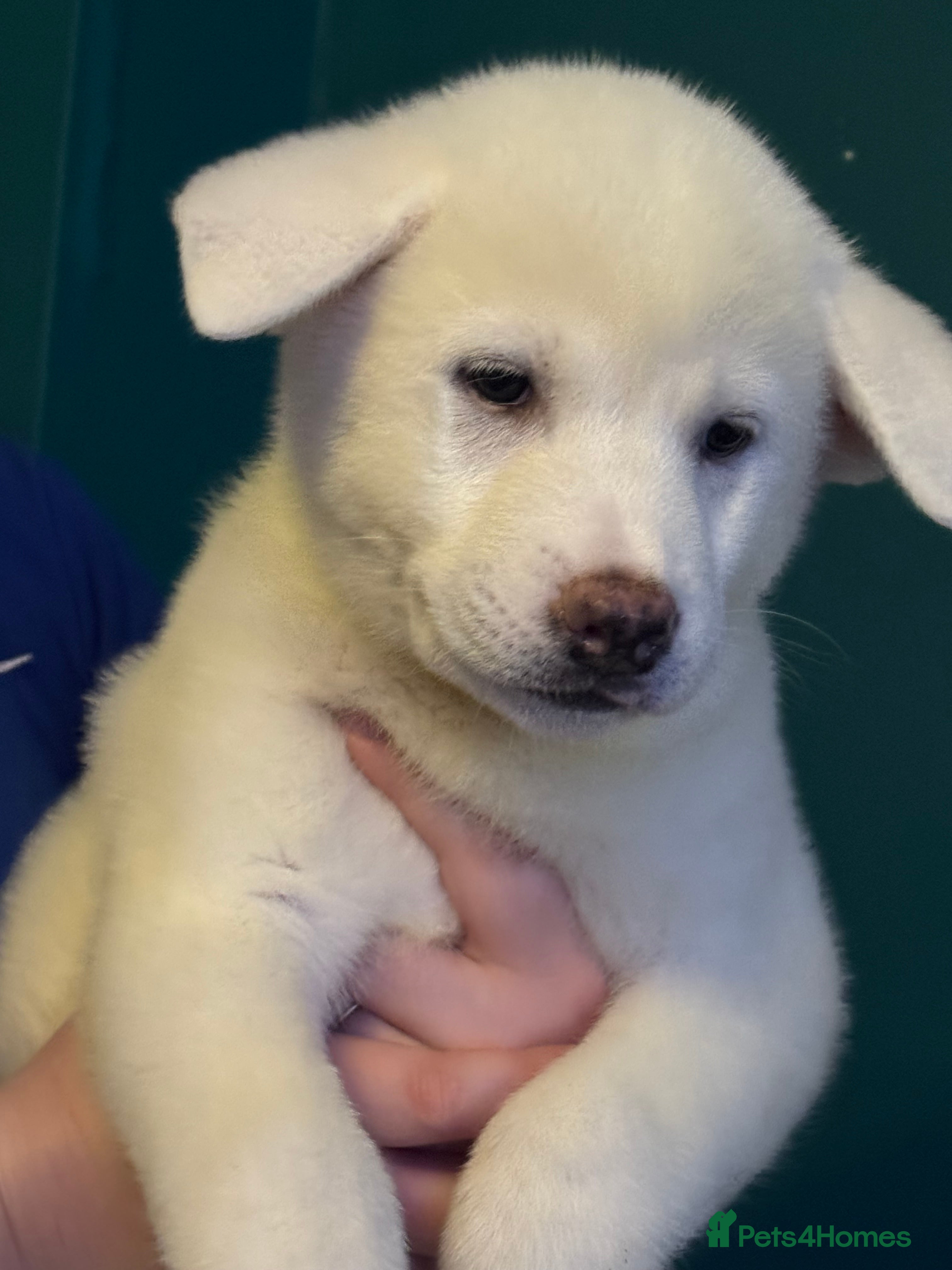 Japanese Akita Inu dogs Japanese Akita Puppies READY NOW - Advert 1