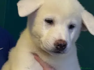 Japanese Akita Inu dogs Japanese Akita Puppies READY NOW - Advert 17