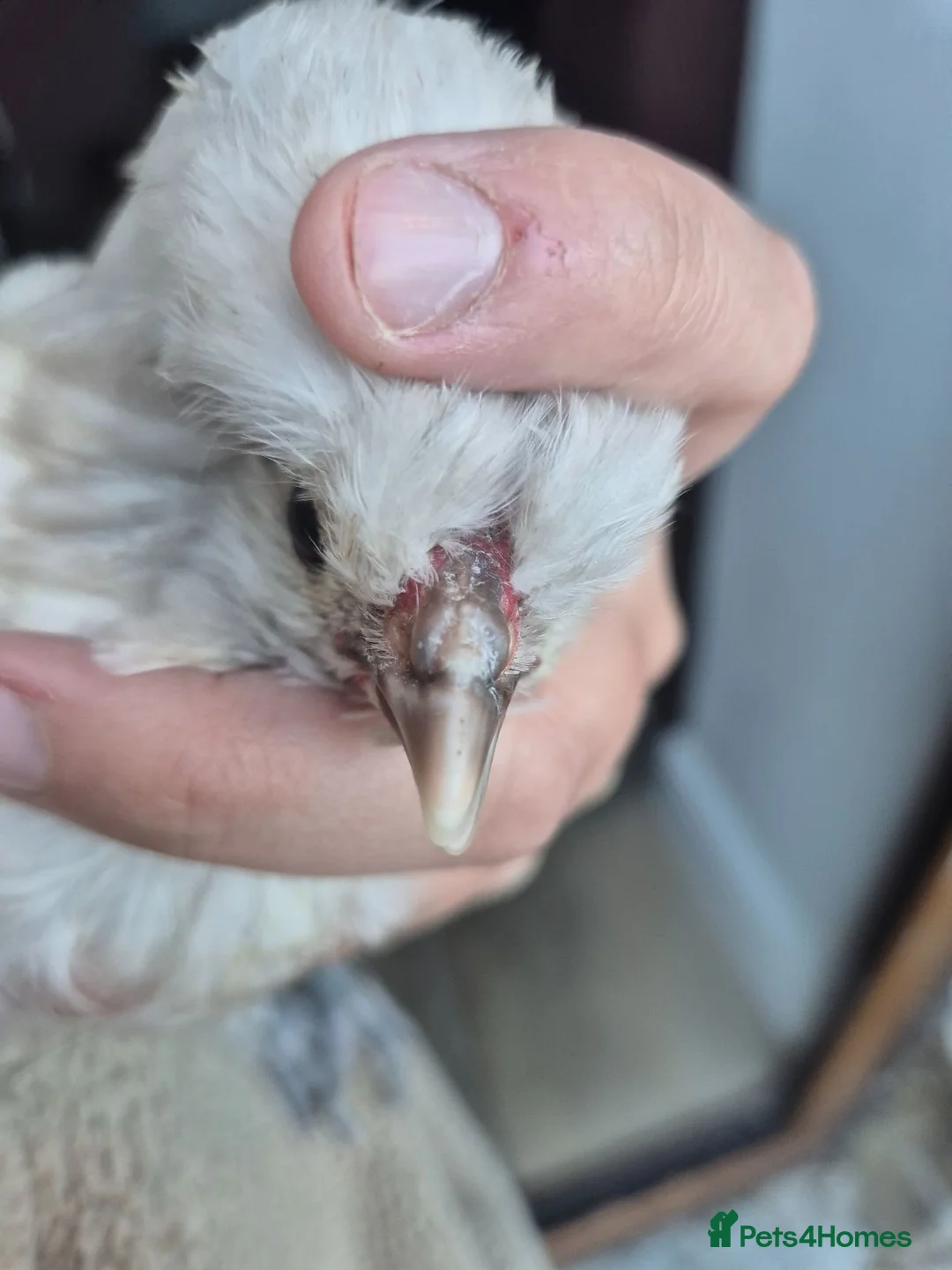 Chickens poultry for sale: Free polish cockrell  in Keighley - Advert 2