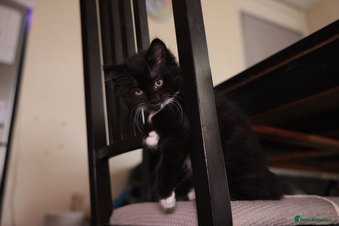 Turkish Angora cats for sale: Playful, Socialised Kittens Seeking Loving Home - Advert 6