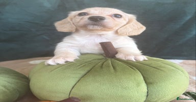 Miniature Dachshund dogs - Advert 9