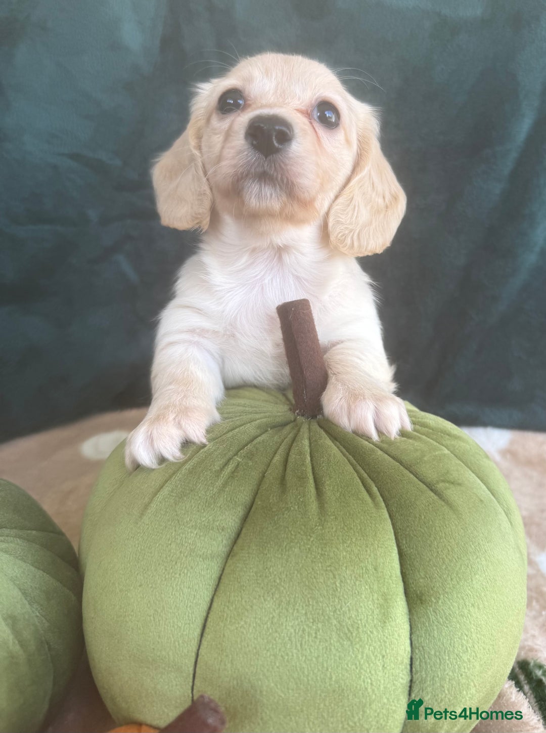 Miniature Dachshund dogs for sale: English creams miniature dachshunds  - Image 2