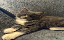 Ragcoon cats for sale: Stunning Maine Coon x Ragdoll kittens - Image 11