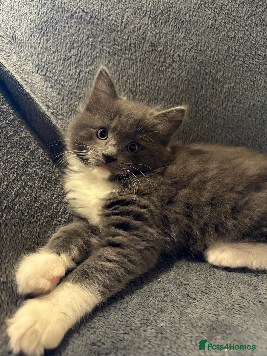 Ragcoon cats for sale: Stunning Maine Coon x Ragdoll kittens - Image 11