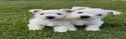 West Highland Terrier dogs for sale: Cute & Bouncy Westie Babes  - Advert 1