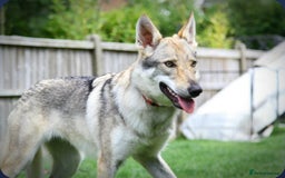 German Shepherd dogs for sale: Czechoslovakian wolfdog female  - Image 3