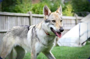 German Shepherd dogs - Advert 11