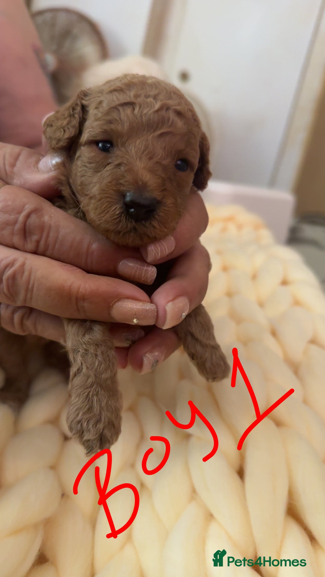 Toy Poodle dogs for sale: Toy poodles for sale  - Image 2