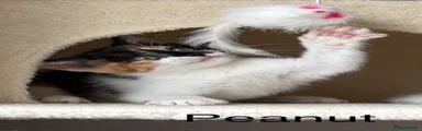 Peanut (Female)