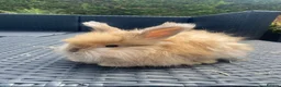 Angora rabbits for sale: Pure bred Angora bunnies £185 - Advert 8