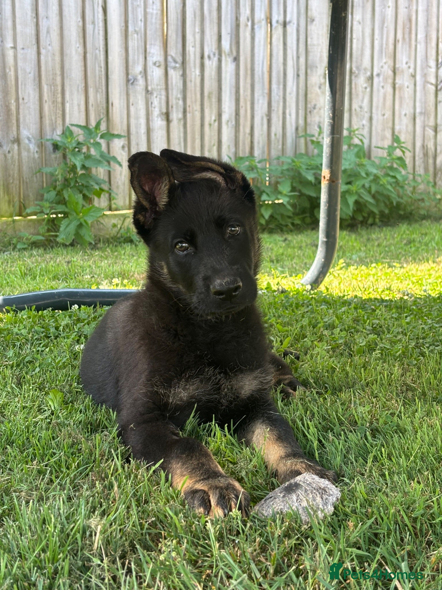 German Shepherd dogs Working line GSD puppy- very good lines  - Advert 10