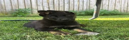 German Shepherd dogs for sale: Working line GSD puppy- very good lines  - Advert 1