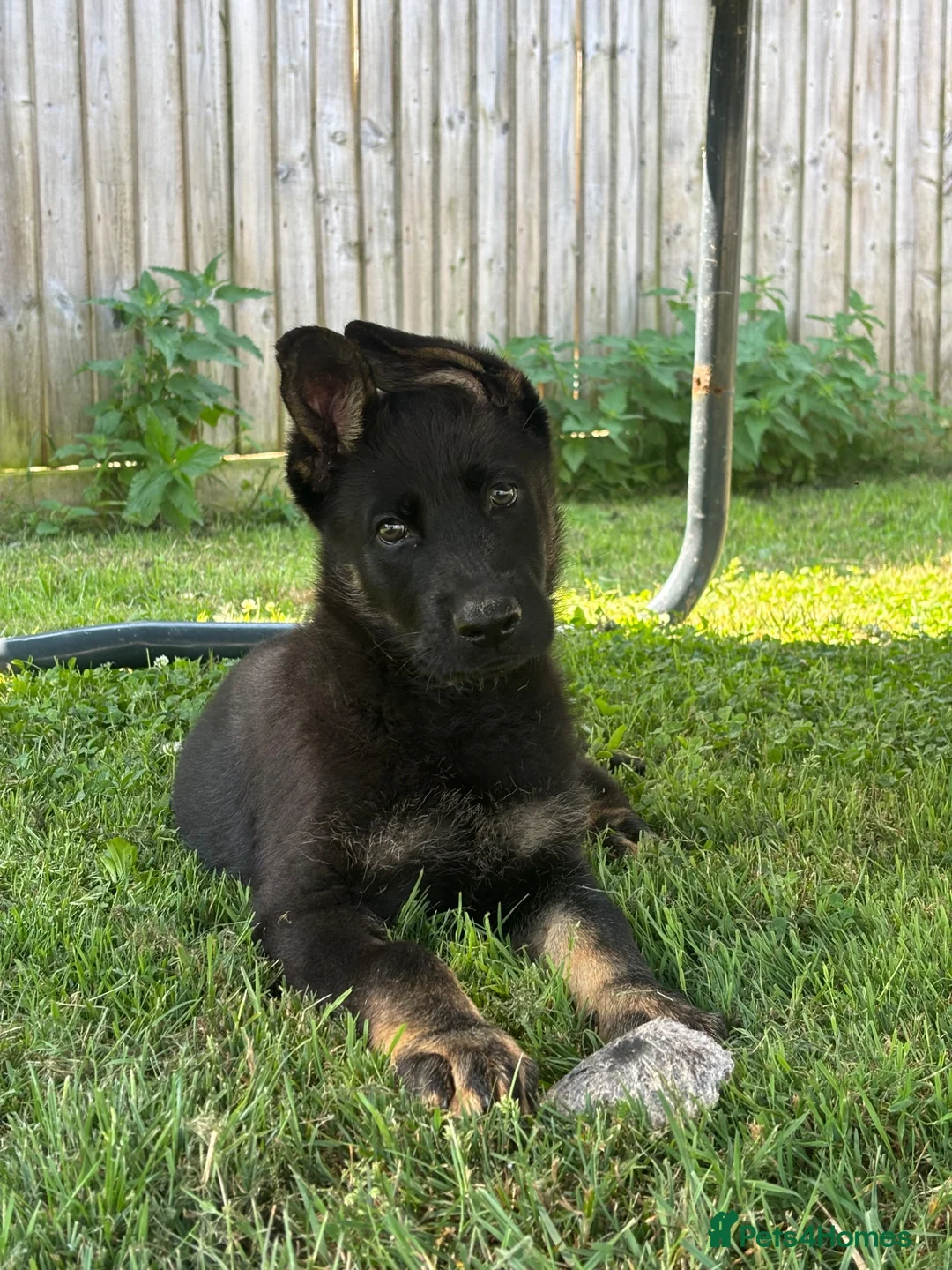 German Shepherd dogs for sale: Working line GSD puppy- very good lines  - Advert 1