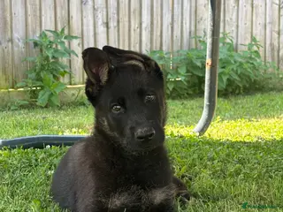 German Shepherd dogs Working line GSD puppy- very good lines - Advert 1