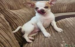 Chihuahua dogs for sale: Tiny ** Chihuahua  - Advert 1