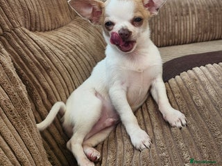 Chihuahua dogs Tiny ** Chihuahua - Advert 19