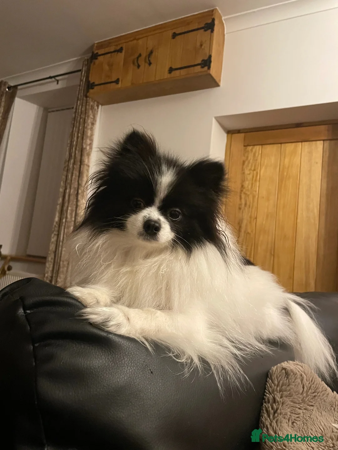 Pomeranian dogs for sale: Teddy Pom girl  - Advert 8