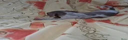 Dachshund dogs for sale: Dachshund puppies ready for new home  - Advert 7