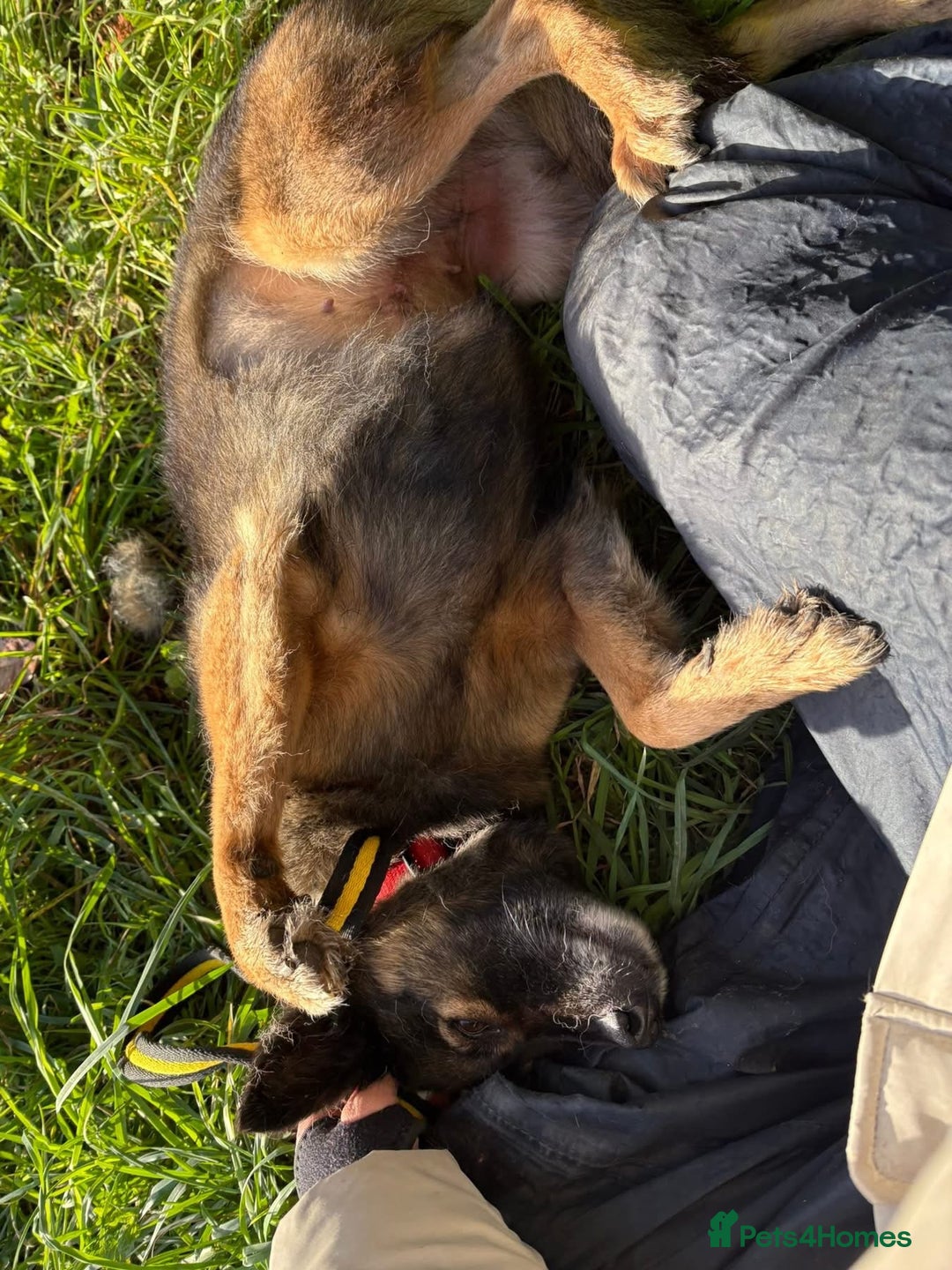 Mixed Breed dogs for adoption: Shona - Norwich Norfolk  - Advert 5