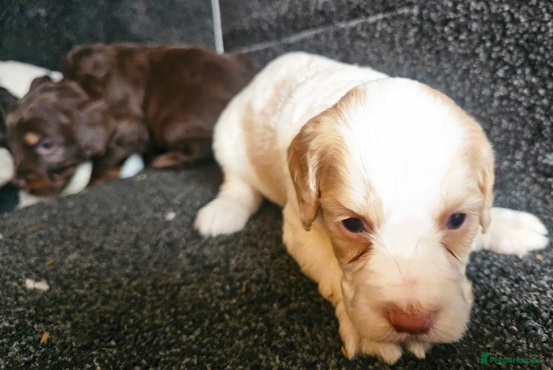 Cockapoo dogs for sale: Cockerpoo puppies F1  - Image 13