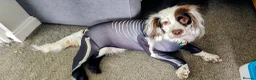 Sprocker dogs for sale: Beautiful loved female sprocker in Chichester - Advert 4