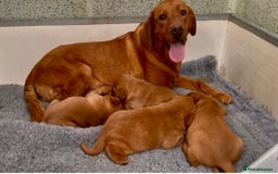 Labrador Retriever dogs for sale: Fox Red Labrador Puppies Health Tested - Image 3