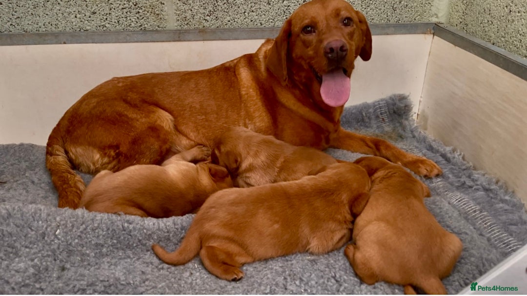 Labrador Retriever dogs for sale: Fox Red Labrador Puppies Health Tested - Image 3