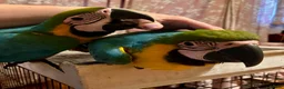 Macaws birds for sale: Baby Blue And Gold Macaws - Advert 18