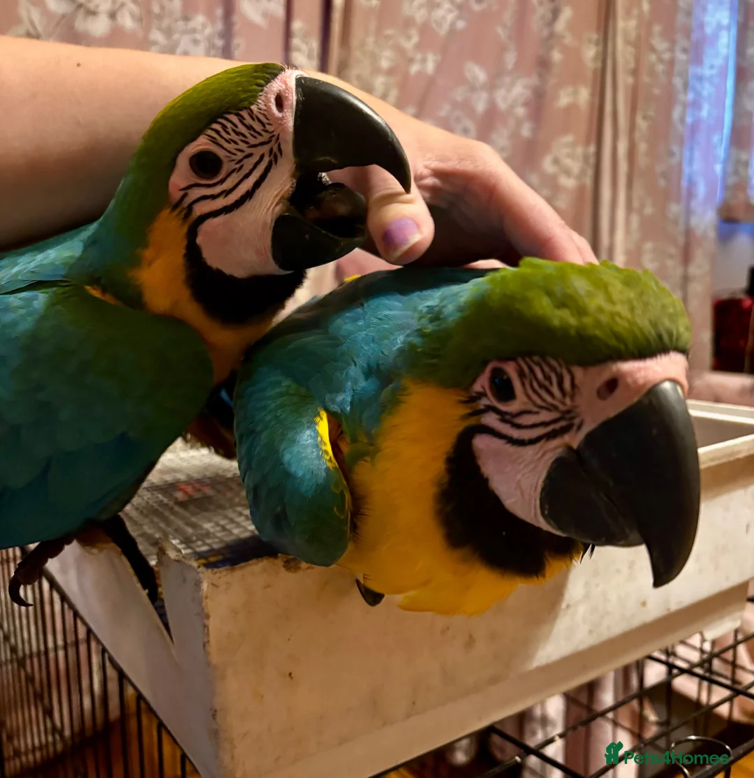 Macaws birds for sale: Baby Blue And Gold Macaws - Advert 18