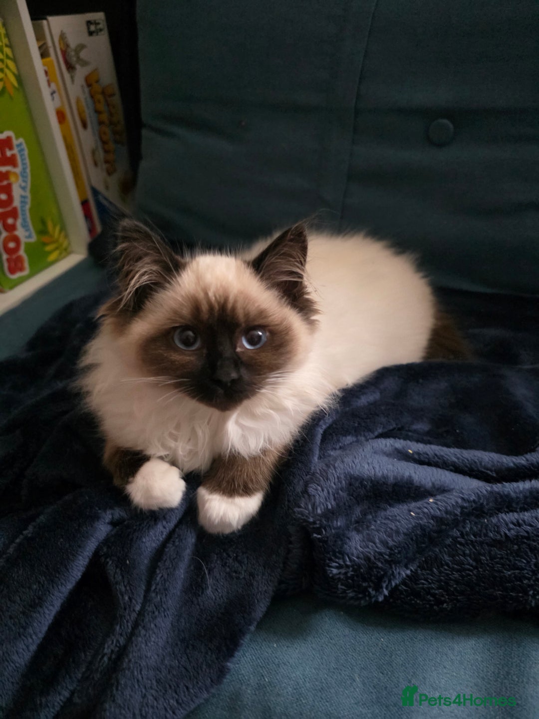 Ragdoll cats for sale: Beautiful ragdoll kittens 1 female left - Advert 8