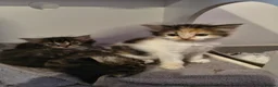 Persian cats for sale: Persion x  - Advert 9