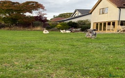 Maltipoo dogs for sale: 🌟LAST 2🌟 Black+White Boy 🐼 Biscuit+White Girl🍪 - Image 13