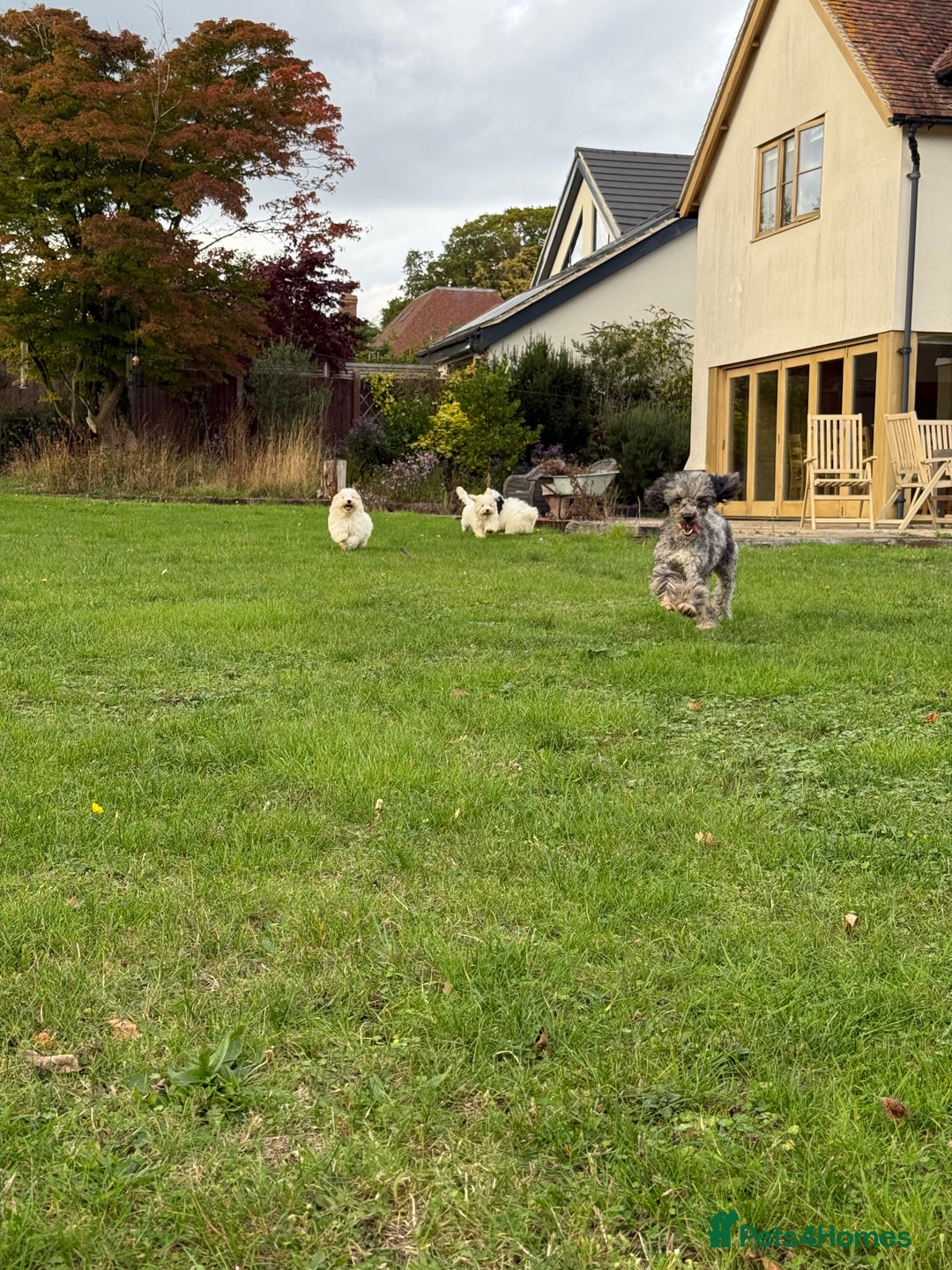 Maltipoo dogs for sale: 🌟LAST 2🌟 Black+White Boy 🐼 Biscuit+White Girl🍪 - Image 13