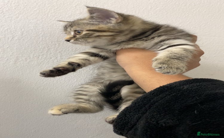 Scottish Fold cats Cute grey Scottish fold kitten - Advert 2