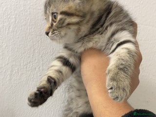 Scottish Fold cats Cute grey Scottish fold kitten - Advert 4