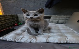 Russian Blue cats for sale: Pedigree Russian blue kittens NORTH LONDON  - Image 7