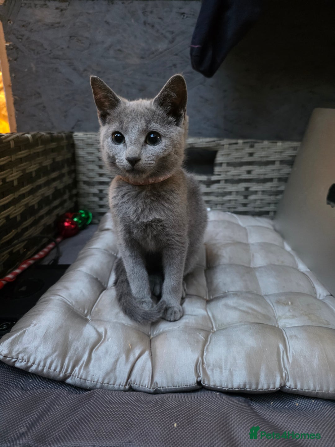 Russian Blue cats for sale: Pedigree Russian blue kittens NORTH LONDON  - Image 7